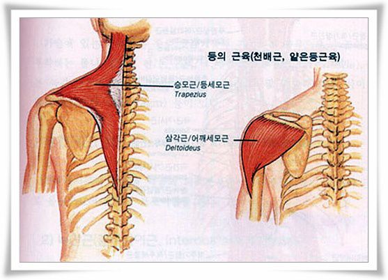등의 근육 (천배근, 얕은등근육)